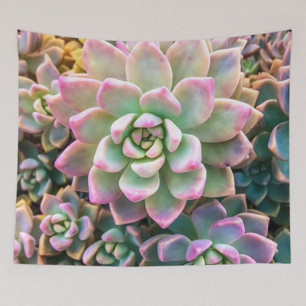 Item preview, closeup green and pink succulent plant background designed and sold by Mrvell.