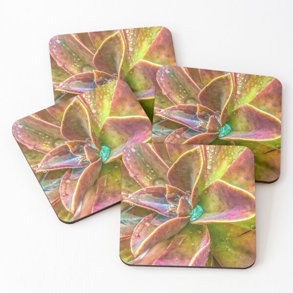 Item preview, closeup green and pink succulent plant with water drop designed and sold by Mrvell.