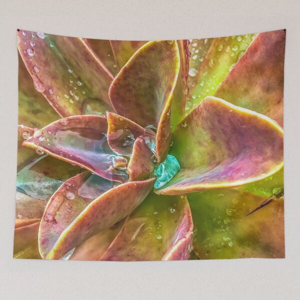 Item preview, closeup green and pink succulent plant with water drop designed and sold by Mrvell.