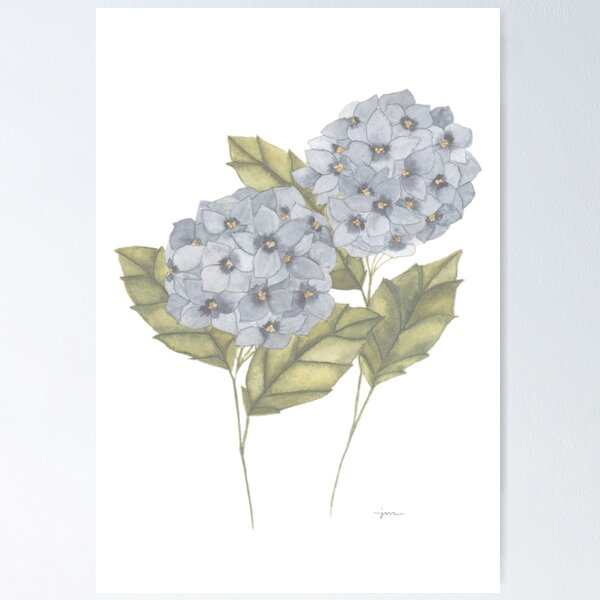 Blue Cape Cod Hydrangeas Poster