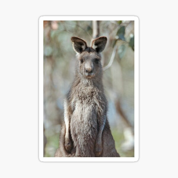 Kangaroo Sticker