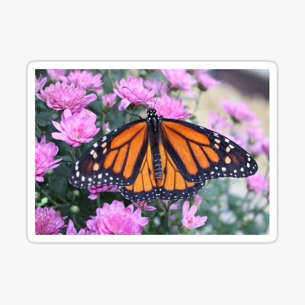 Monarch Butterfly & Flowers Sticker