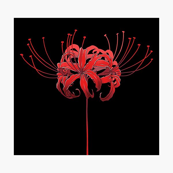 Licoris Radiant Spider Lily Death Flower Stock Illustration 1981033391   Shutterstock