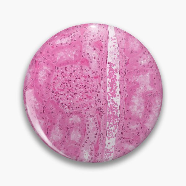 Item preview, Kidney Cortex designed and sold by Love Histology.