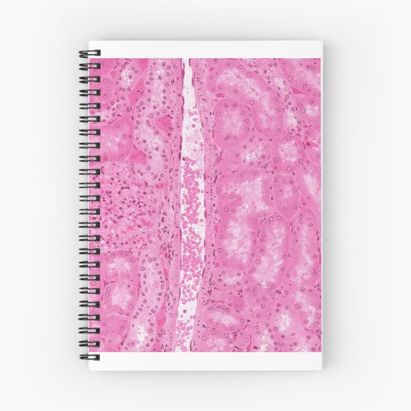 Item preview, Kidney Cortex designed and sold by Love Histology.