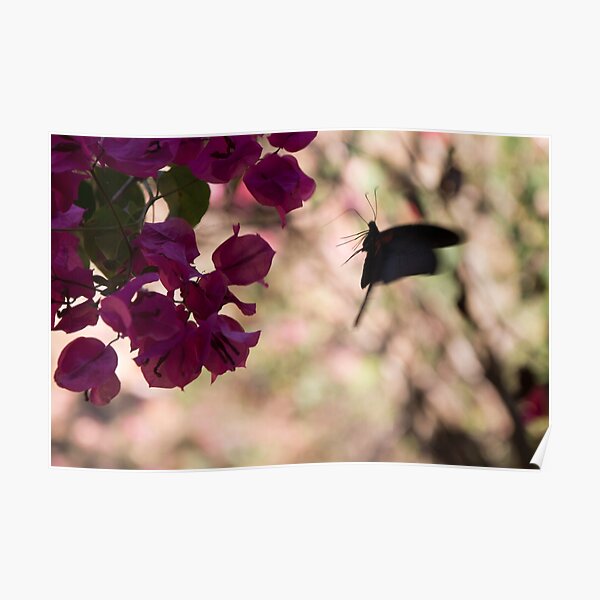Butterfly flying over Flowers in Koh Kood Poster