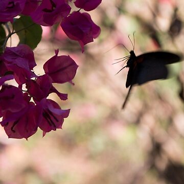Artwork thumbnail, Butterfly flying over Flowers in Koh Kood by Clara Go (missatgerebut)