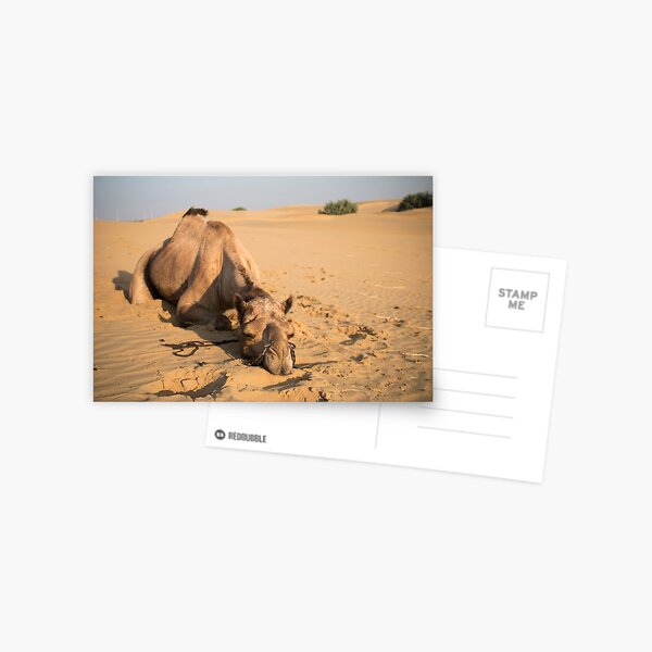 Poor Tired Camel Postcard