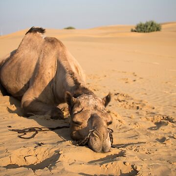 Artwork thumbnail, Poor Tired Camel by Clara Go (missatgerebut)
