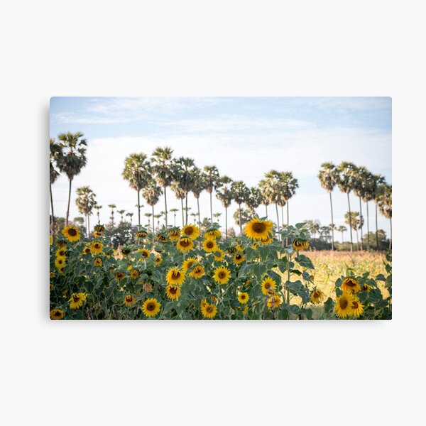 Sunflowers and Palm Canvas Print
