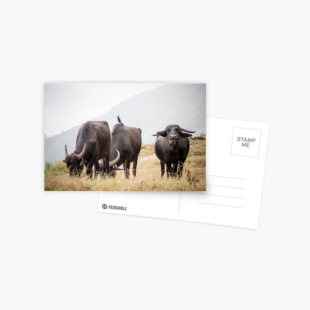 Item preview, Postcard designed and sold by missatgerebut.