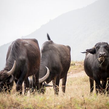 Artwork thumbnail, Water Buffalo in Gyachchok (Gorkha district) by Clara Go (missatgerebut)