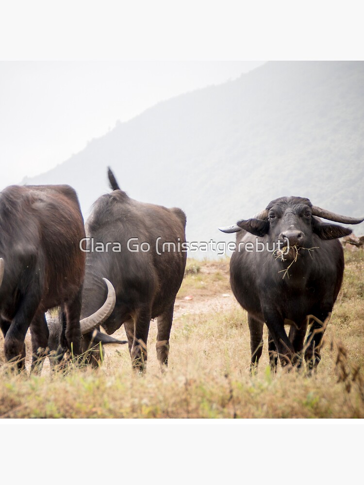 Thumbnail 2 of 2, Tote Bag, Water Buffalo in Gyachchok (Gorkha district) designed and sold by Clara Go (missatgerebut).