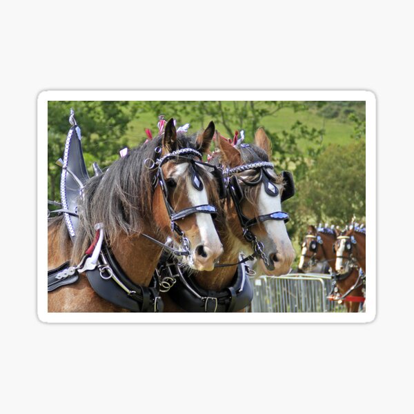 Aperçu de l'œuvre Chevaux Clydesdale - Paire de conduite créée et vendue par Richenda.
