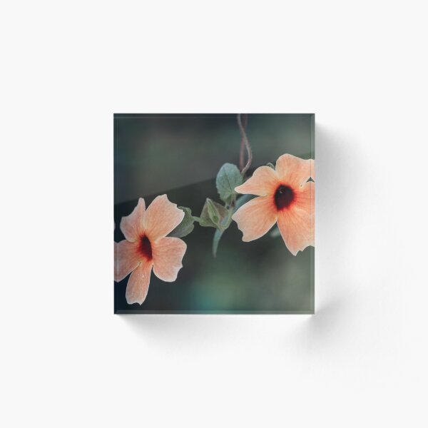Black-Eyed -Susan. Acrylic Block