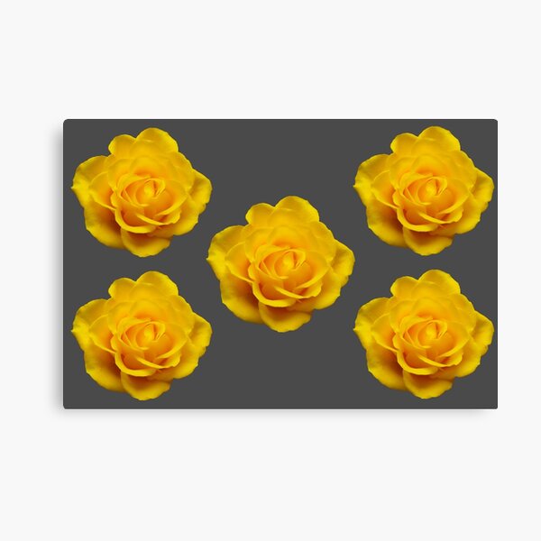 Five Gorgeous Yellow Roses On Grey Canvas Print