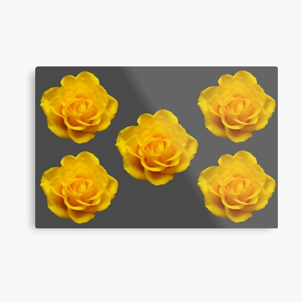 Five Gorgeous Yellow Roses On Grey Metal Print