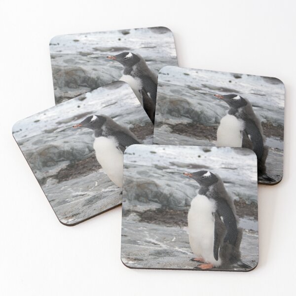 Item preview, Gentoo penguin chick designed and sold by HazelWright.
