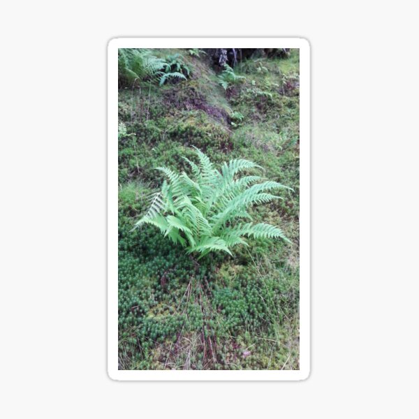 Green ferns in the forest in Germany. Sticker