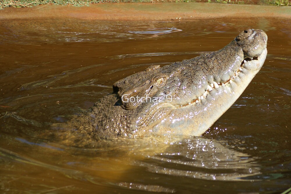"Crocodile Sequence Death Roll 1" by Gotcha29 Redbubble