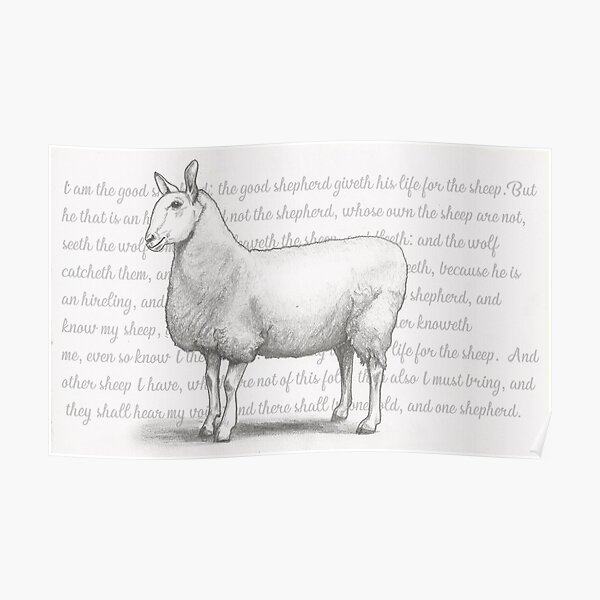 Border Leicester Sheep John 10:11-16 Poster