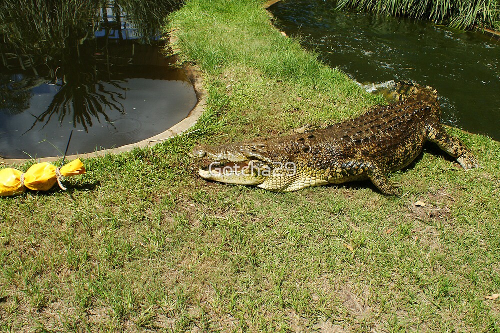 "Crocodile Sequence Death Roll 11" by Gotcha29 Redbubble