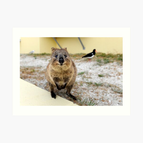 Smiling Quokka Art Print