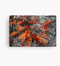 Sea Buckthorn Canvas Print