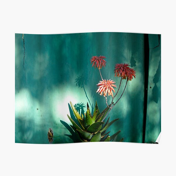 aloe Poster