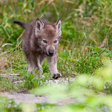 Vorschaubild zum Design Timber Wolf Pup von WolvesOnly