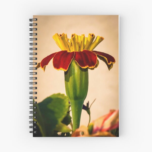 Item preview, Blooming Marigold designed and sold by KLAPhotography.