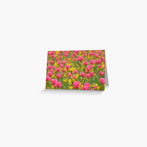 Field of pink and yellow flowers Greeting Card