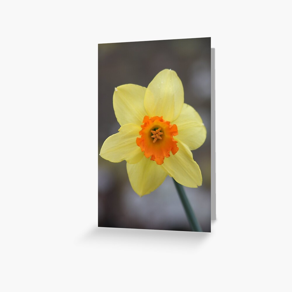 Yellow Daffodil Flower Greeting Card