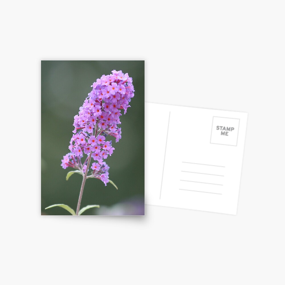 Item preview, Postcard designed and sold by hartrockets.