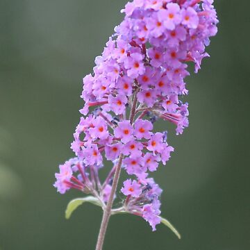 Artwork thumbnail, Pink Flower by Pete’s Digital Canvas