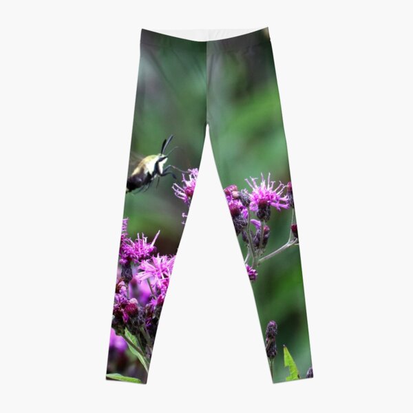 Snowberry Clearwing Moth on Ironweed Leggings