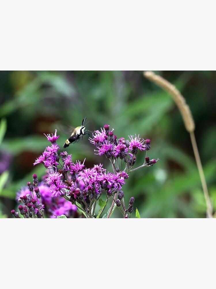 Snowberry Clearwing Moth on Ironweed by mark-bugs-org