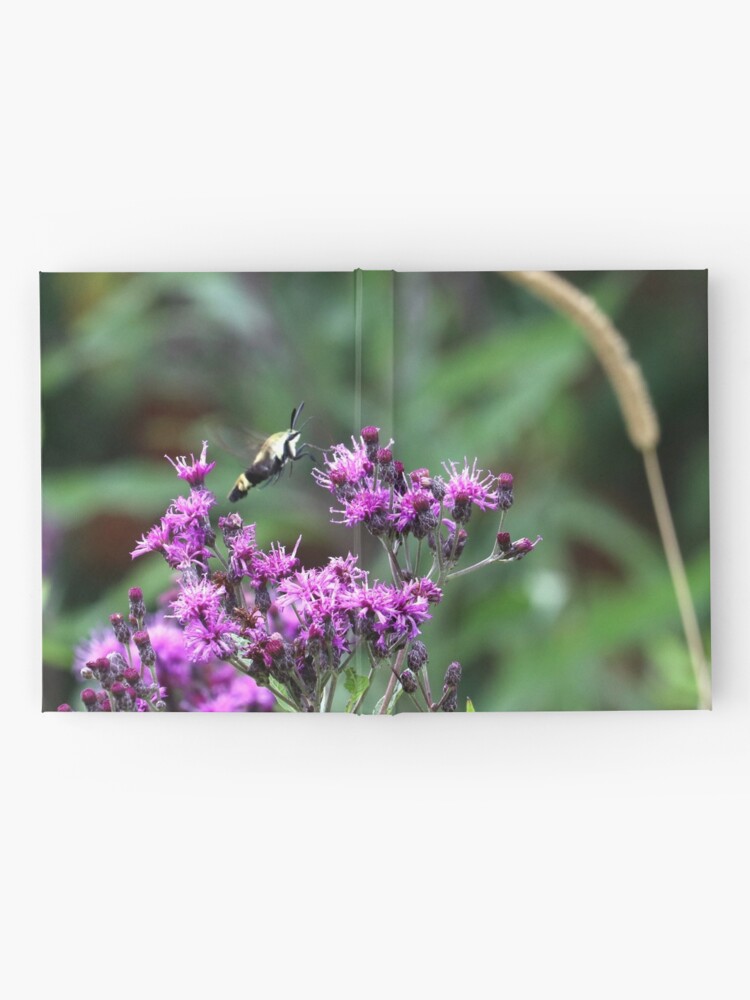 Alternate view of Snowberry Clearwing Moth on Ironweed Hardcover Journal