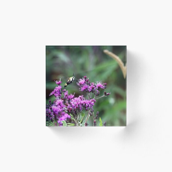 Snowberry Clearwing Moth on Ironweed Acrylic Block