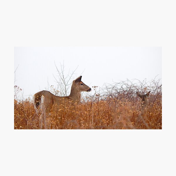White tail deer grazing Photographic Print