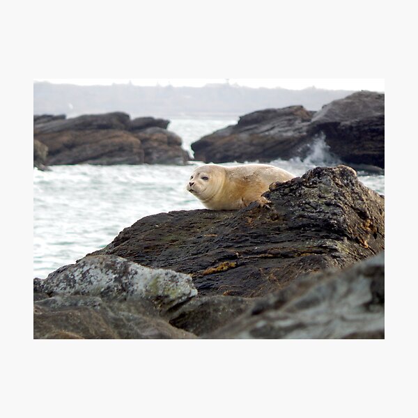 Harbor seal Photographic Print