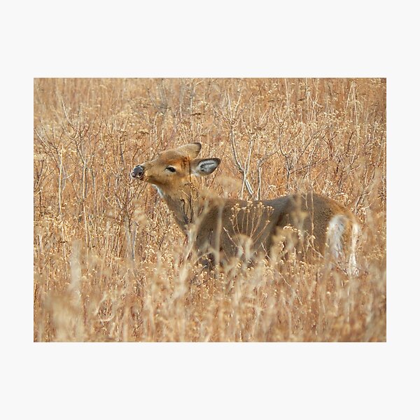 White tail deer Photographic Print