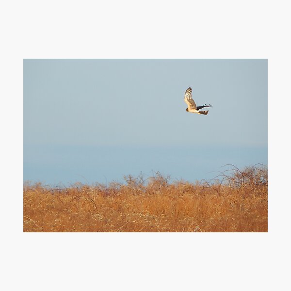 Red tail hawk in flight Photographic Print
