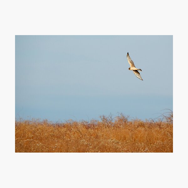 Red tail hawk Photographic Print