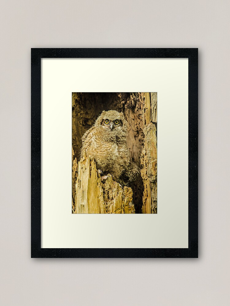 Alternate view of Baby Great Horned Owl - The Stare Framed Art Print