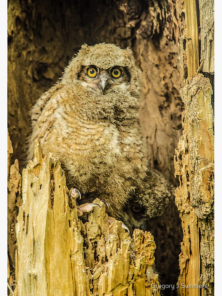 Artwork view, Baby Great Horned Owl - The Stare designed and sold by Gregory J Summers
