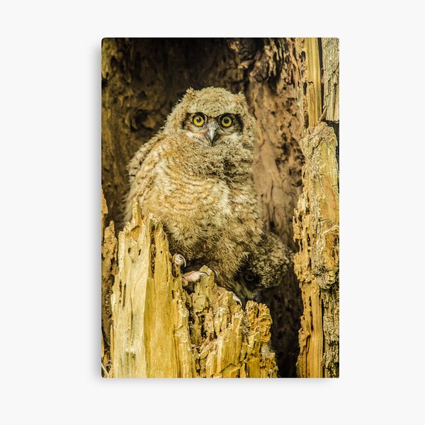 Baby Great Horned Owl - The Stare Canvas Print