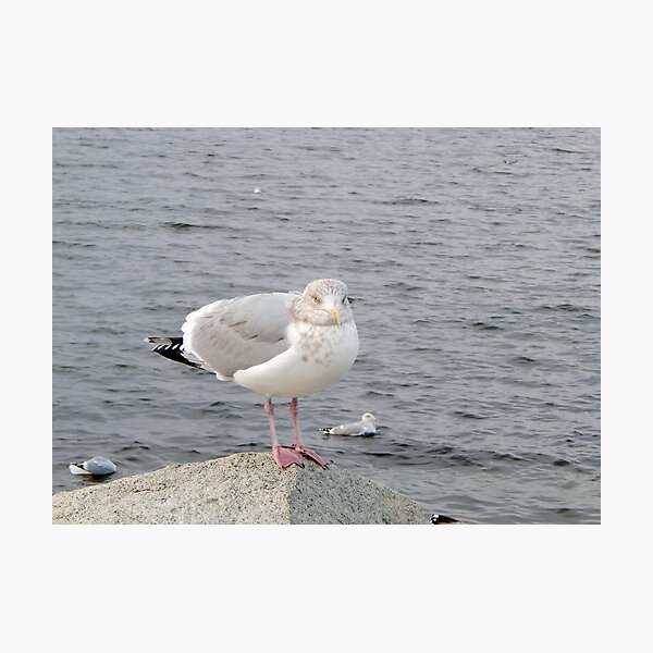 A gull on the rocks Photographic Print