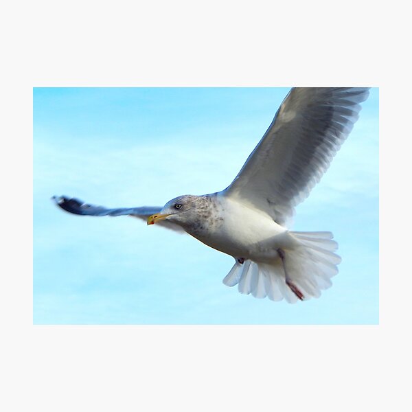 Soaring gull Photographic Print