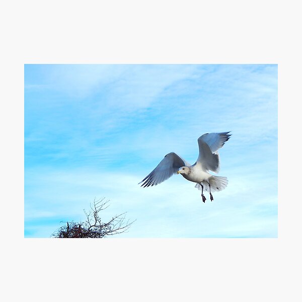 Sea gull landing Photographic Print